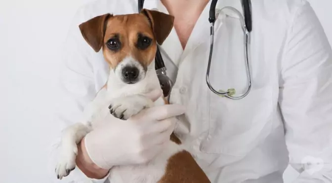 jack-russel-at-clinic